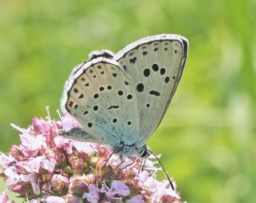 Maculinea spp.